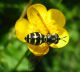 Chrysotoxum1.jpg