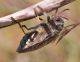 Julodis-pubescens.jpg