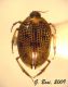 P rotundatus.jpg