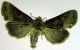 noctuidae 01 jpg.jpg
