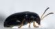 Chrysomelidae - Psylliodes sp - 2 mm - 20110524_089.jpg