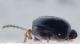 Chrysomelidae - Psylliodes sp - 2 mm - 20110524_096.jpg