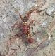 cerambycidae.jpg