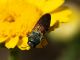 Maccarese_30-V-2011_OL003.JPG