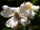 Maccarese_30-V-2011_OL018.JPG