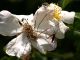 Maccarese_30-V-2011_OL019.JPG