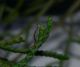uobrumenophra 012.JPG