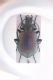 calosoma.jpg
