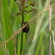 Brachycerus_2_SantAngelo_Romano_2-VI-2011_OL017.JPG