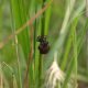 Brachycerus_3_SantAngelo_Romano_2-VI-2011_OL018.JPG