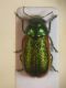 DSCN7741.JPG