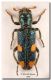 Trichodes quadriguttatus  Grecia, Monte Olimpo, 28 giugno 2004 per forum.jpg