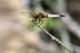 Libellula1.jpg