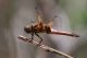 Libellula2.jpg