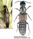 IMG_8057%20Staphylinidae.jpg
