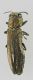 Agrilus - Buprestidae.jpg