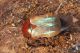 IMG_0064_Cetonia_aurata.JPG