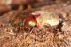 IMG_0068_Cetonia_aurata.jpg