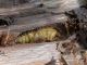 Zographus aulicus_pupa_Zambia_2008.jpg