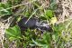 IMG_9993_Carabus.jpg