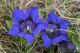 IMG_9997_Gentiana_acaulis.jpg