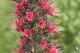 Echium_russicum_IMG_9634.JPG