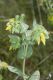 Cerinthe_minor_IMG_9640.JPG