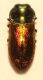 IMG_8185 Buprestidae.jpg