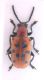 crioceris 1.jpg