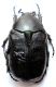 Cetonia asiatica.02.jpg