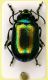 Chrysolina 9mm Corno.JPG