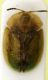 Cassida 6.7mm Corno.JPG