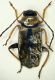 Chrysomelide forse 4mm.JPG