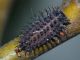 Coleo - Larva - 6 mm -20110604_458.jpg