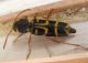 Copia di IMG_5905.jpg