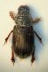 (Scarabeide) Psammodius laevipennis.JPG