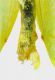 Gonepteryx-addome.jpg