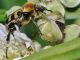 Cetoniidae - Trichius fasciatus - 11 mm -20110604_468.jpg