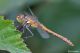 DSC_0916pbase.jpg