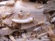 TURCHIA 2011_1 177_Ovacik_Eurythyrea.jpg