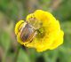 TURCHIA 2011_1 224_Ovacik_Pygopleurus su Ranunculus.jpg