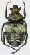 Trichius_sexualis_Italia_8_VIII_1980_12mm_ventre_grey.jpg