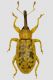 tn_Curculio 1.jpg