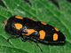 Buprestidae - 13 mm -20110604_507.jpg