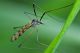 Limonidae3_rid.jpg