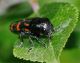 Buprestidae - Ptosima undecimmaculata20100628_203.jpg