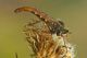 Stenopogon_sabaudus.jpg