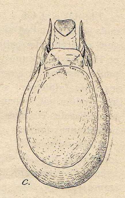 Trissemus olivieri (Raffray, 1871).jpg