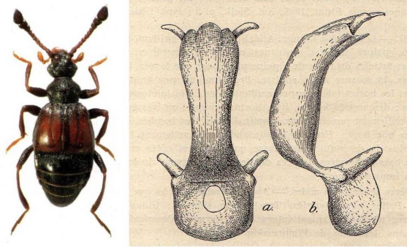 Fagniezia impressa (Panzer,  1805).jpg