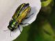 Buprestidae - Anthaxia sp - 5 mm -20110605_618.jpg